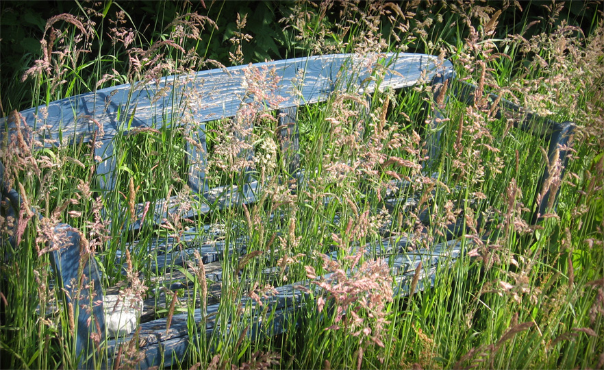 Mit Gras durchwachsene Gartenbank